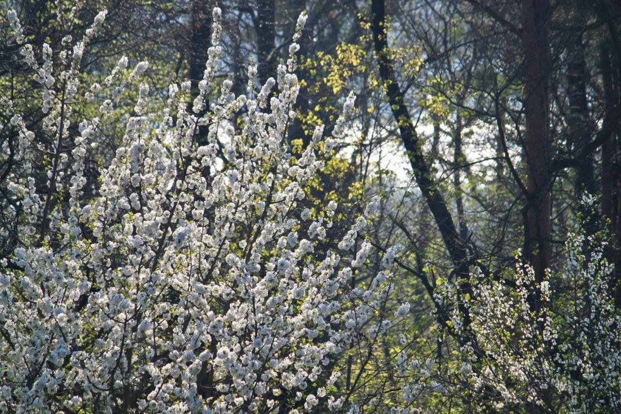 Ferienwohnung Natur Und Kunst Dresde Extérieur photo