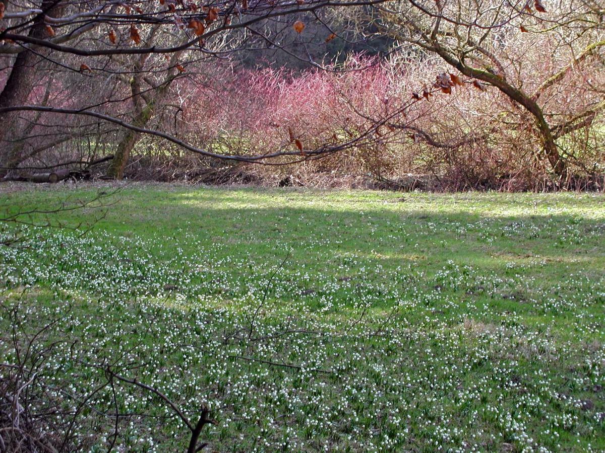 Ferienwohnung Natur Und Kunst Dresde Extérieur photo
