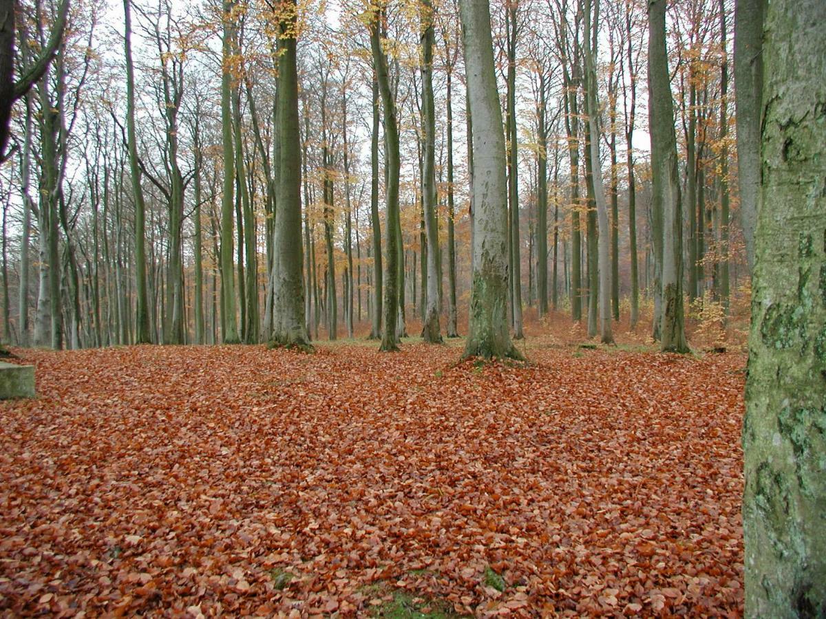 Ferienwohnung Natur Und Kunst Dresde Extérieur photo
